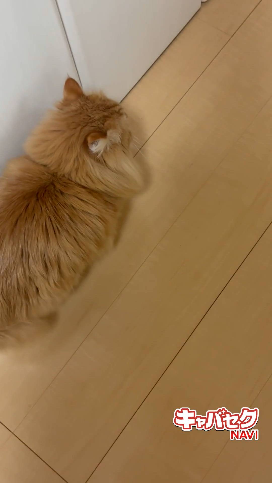 エマニエル秋葉原 - さくら動画サムネイル