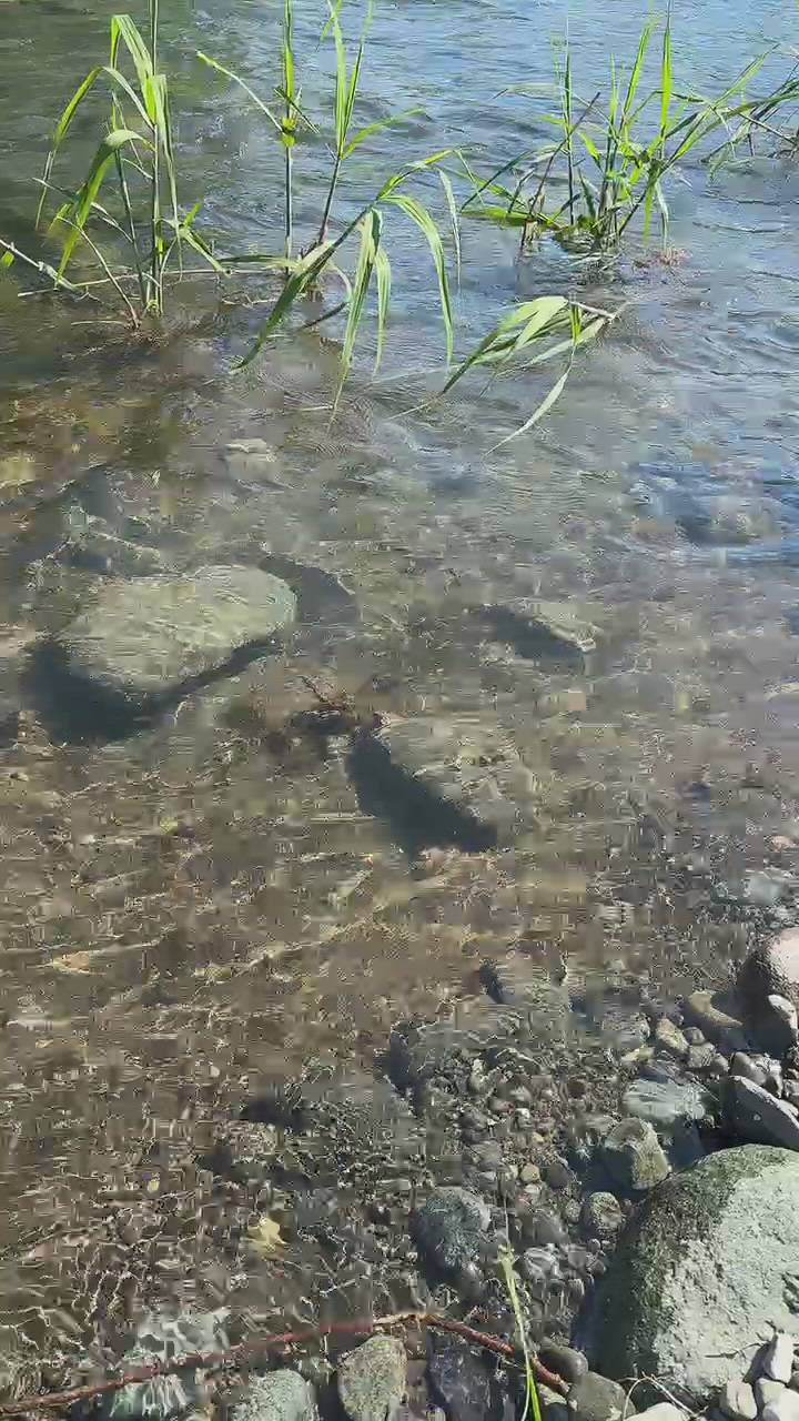 シナモン - しおん画像